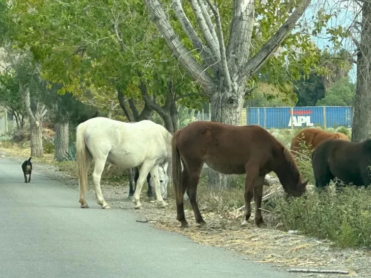 caballos sueltos