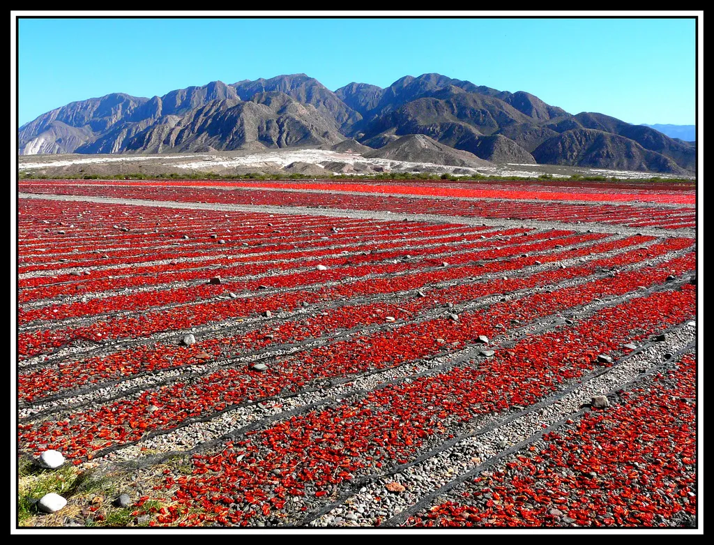 Tomates
