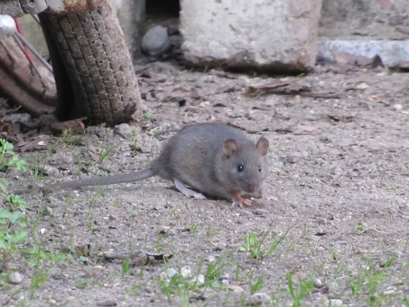 rata