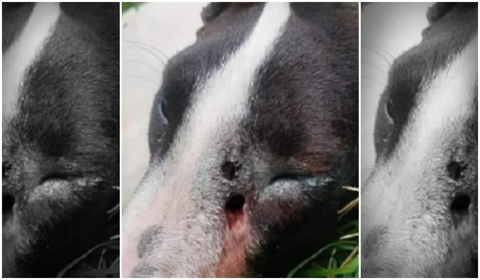 Perro baleado