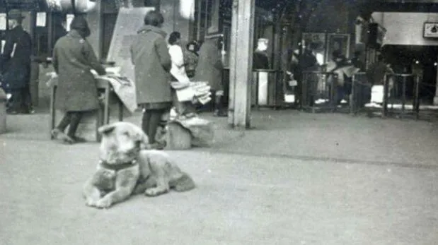 Hachi
