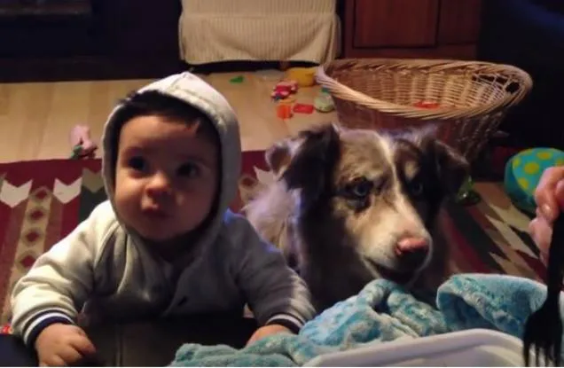 perro-dice-mama-para-conseguir-poco-comida-1438796744382