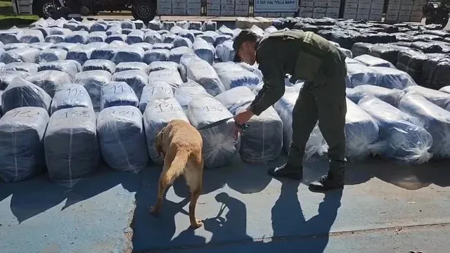 Hojas de Coca