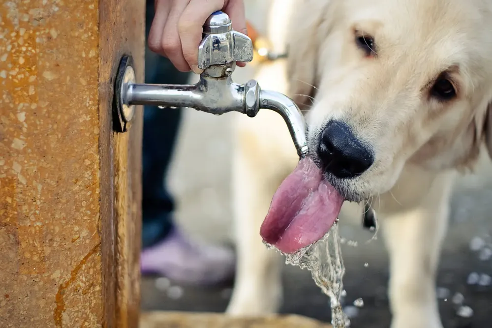 perro