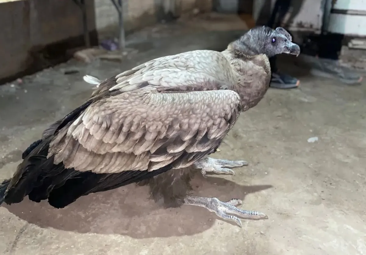 rescate-condor-9-julio.jpeg copia