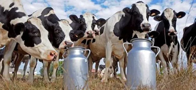 Vacas lecheras