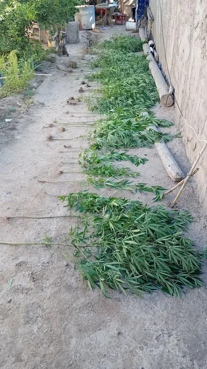 plantas de marihuana