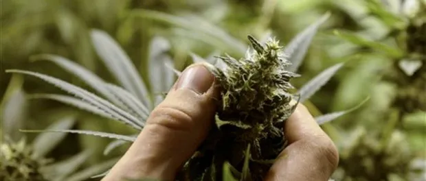 cogoyo marihuana
