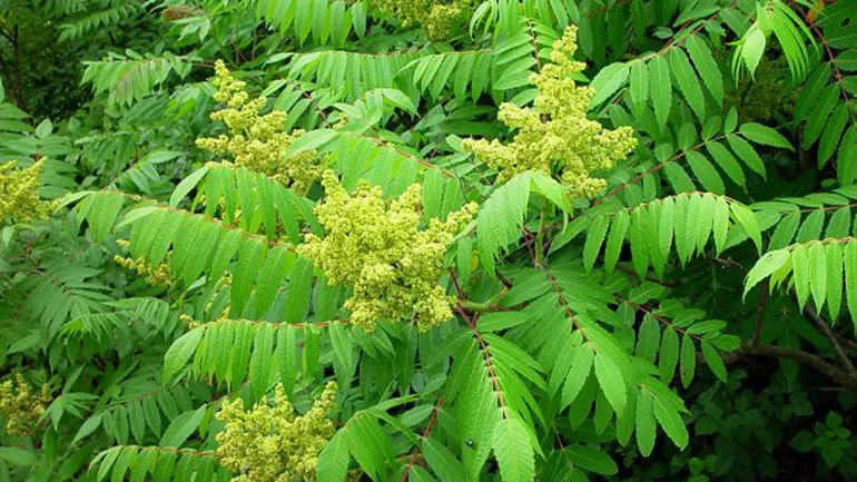 rhus