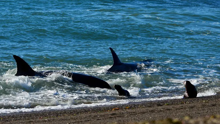 orcas y lobos