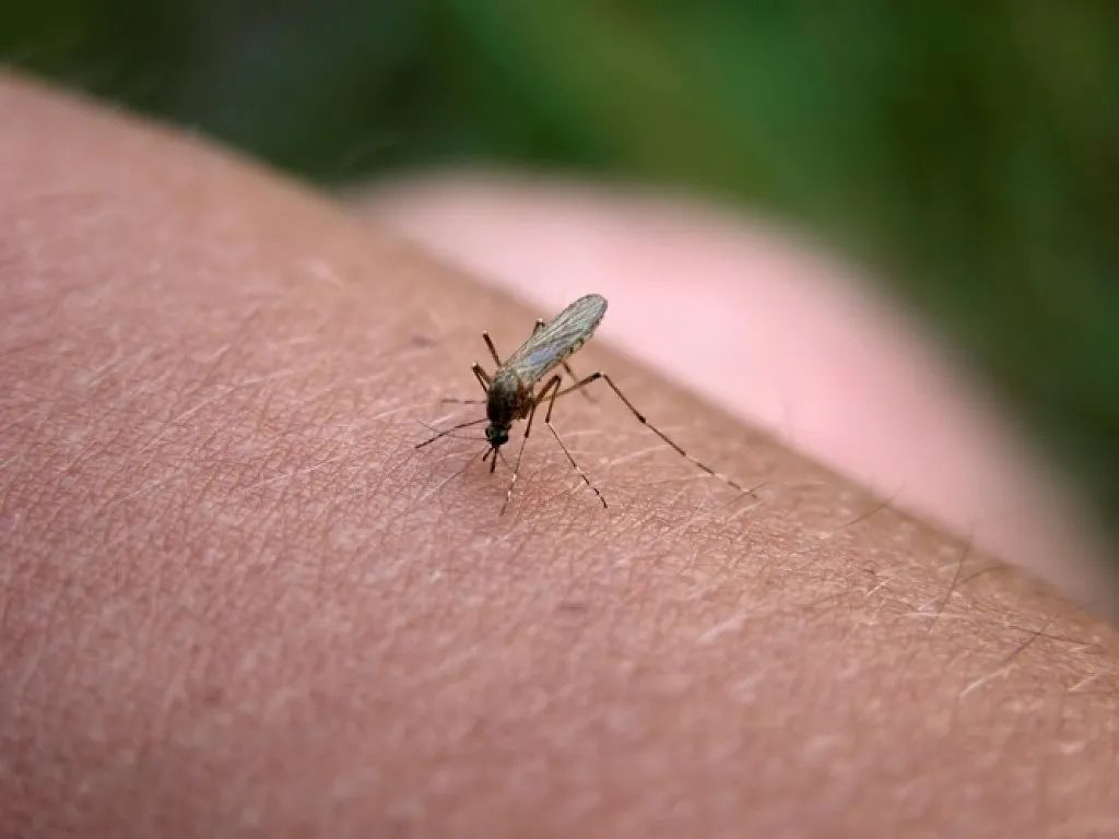 mosquitos