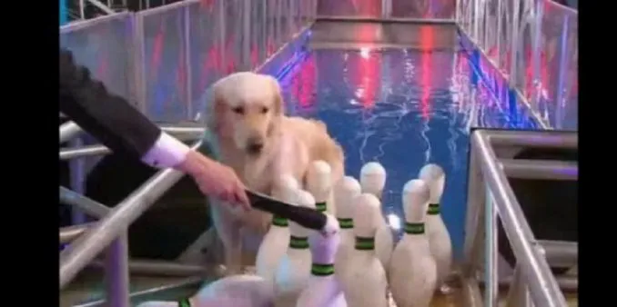 perro