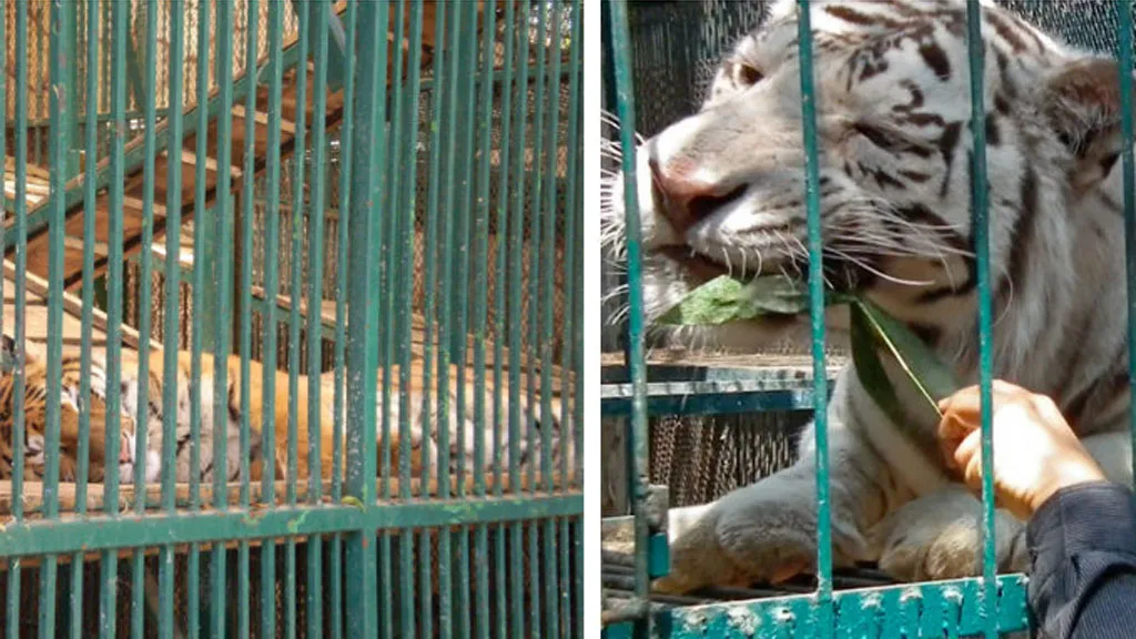 zoo2