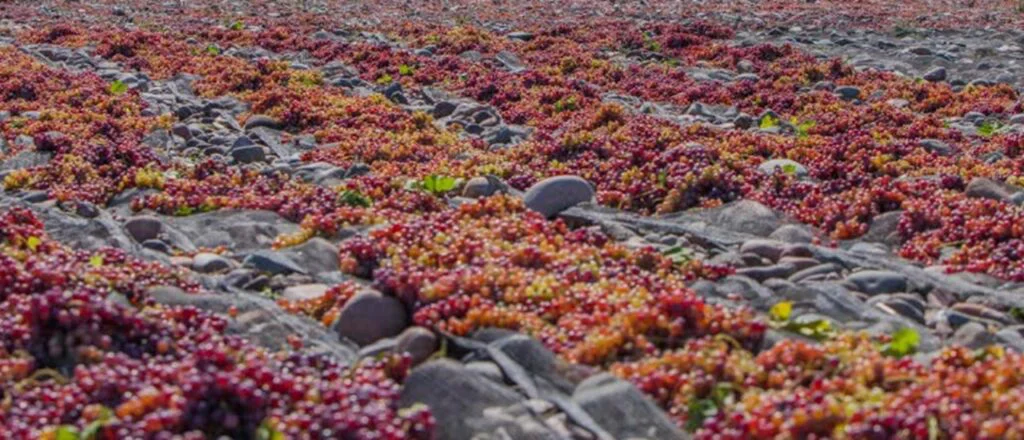 Captura-de-pantalla-2023-06-29-104940-1024x440