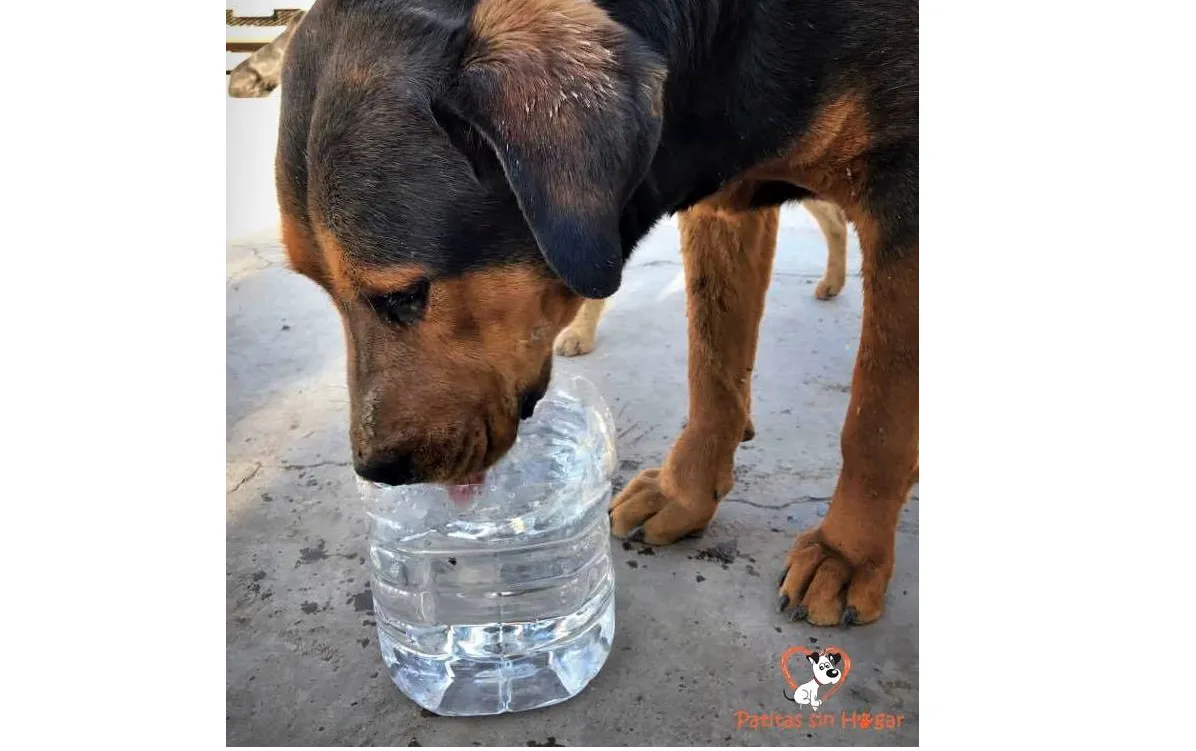 perro agua